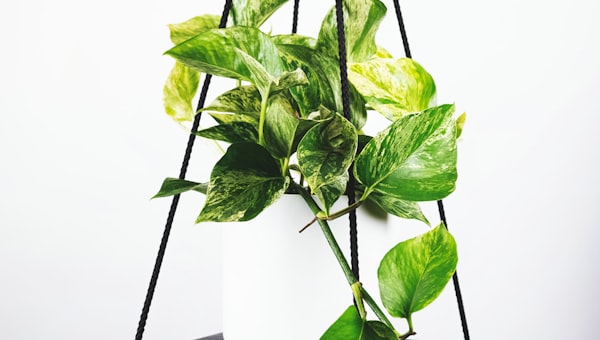 欧冠四分之一决赛前瞻 - 皇家马德里主场迎战拜仁慕尼黑